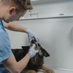 El cuidado de los dientes en el perro