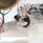 Salud bucal y odontología veterinaria
