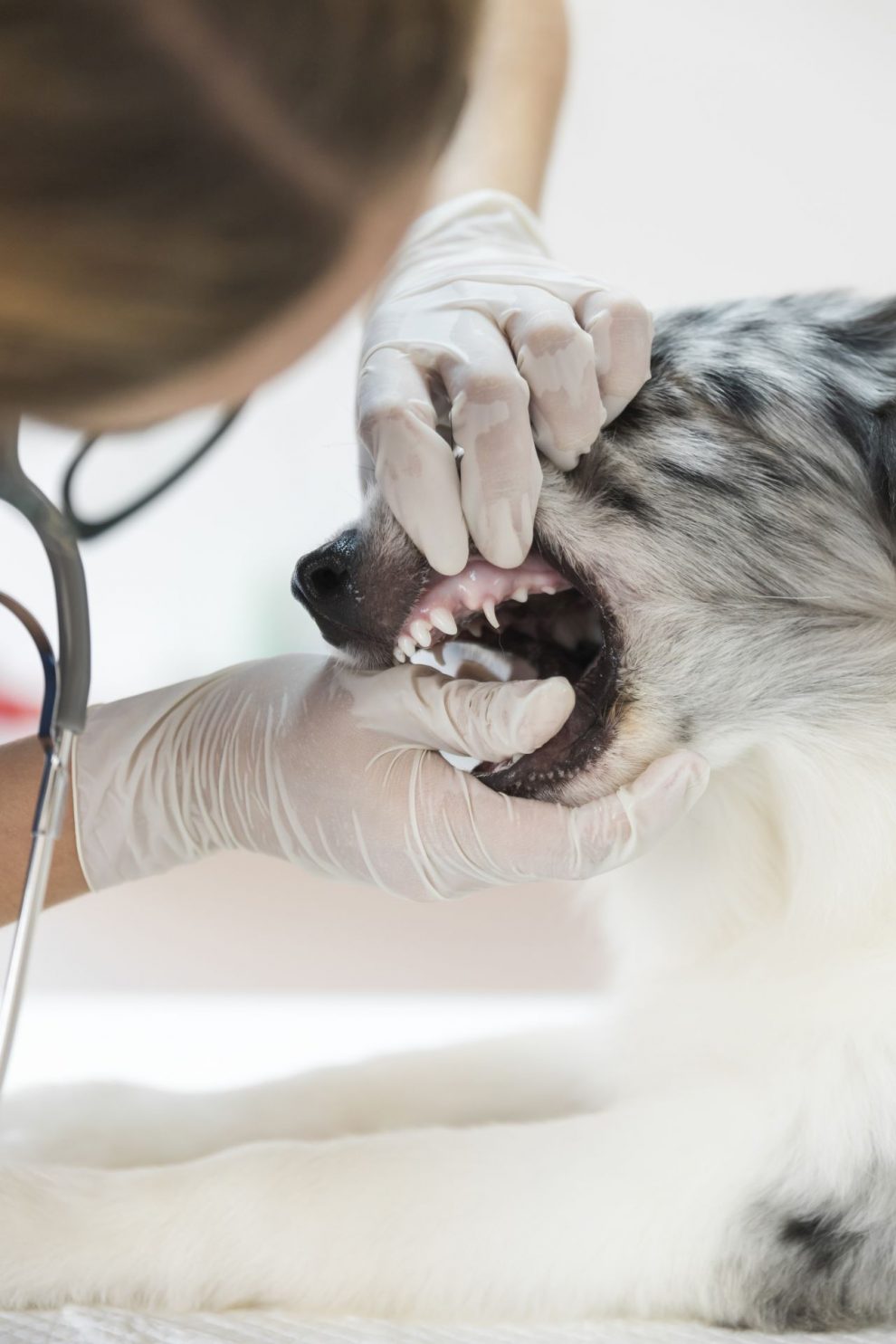 Salud bucal y odontología veterinaria