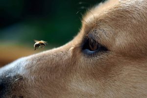 Picaduras de insectos en Mascotas