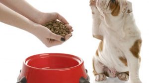Nutrición y Cáncer en el Perro y en el Gato