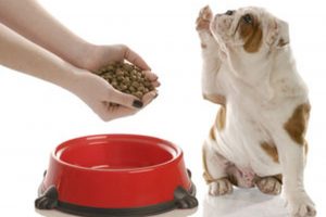 Nutrición y Cáncer en el Perro y en el Gato