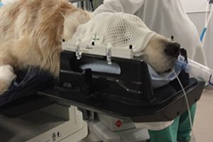 Indicaciones de la radioterapia en el Perro y en el Gato