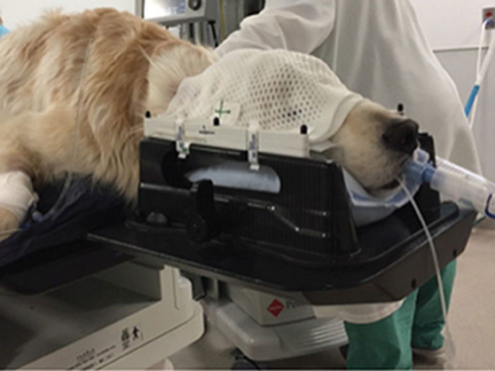Indicaciones de la radioterapia en el Perro y en el Gato