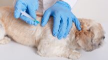 Tratamiento oncológico en el Perro y en el Gato