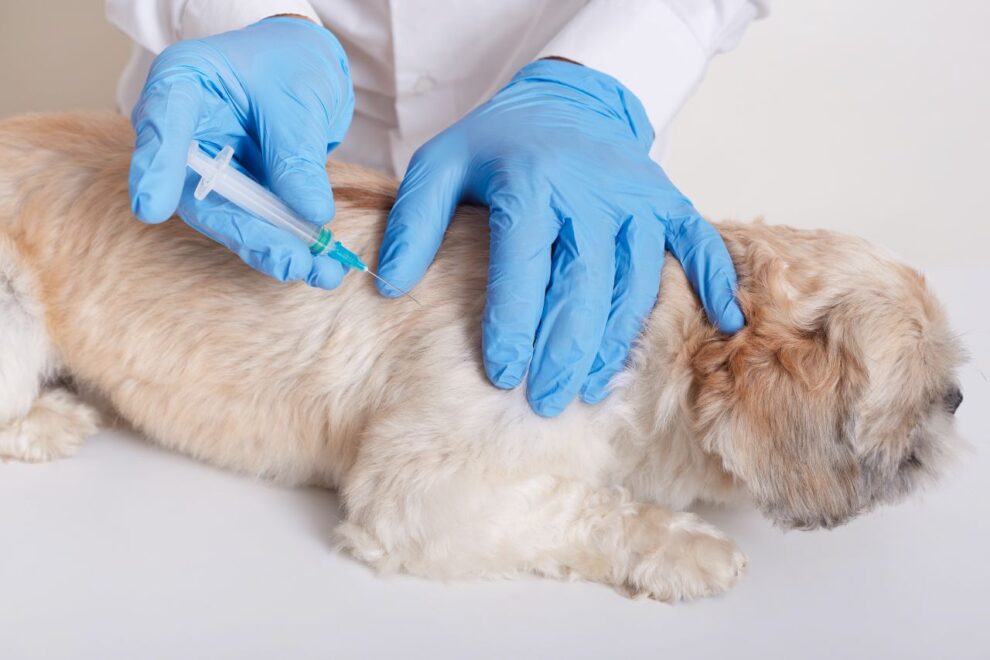 Tratamiento oncológico en el Perro y en el Gato