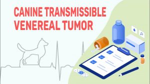 Tvt: tumor venéreo transmisible en el Perro