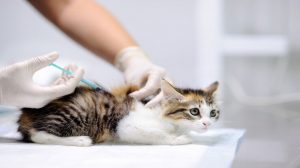 Plan de Vacunación en Gatos