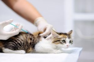 Plan de Vacunación en Gatos