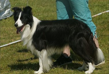 Razas de Perros de Defensa, Guardia y Utilidad: Border collie