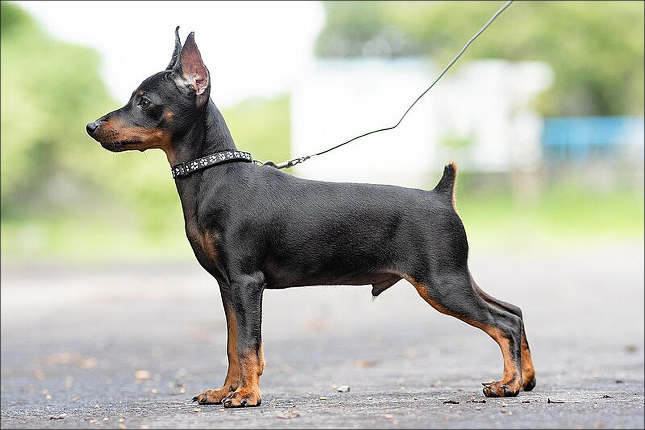 pinscher miniatura