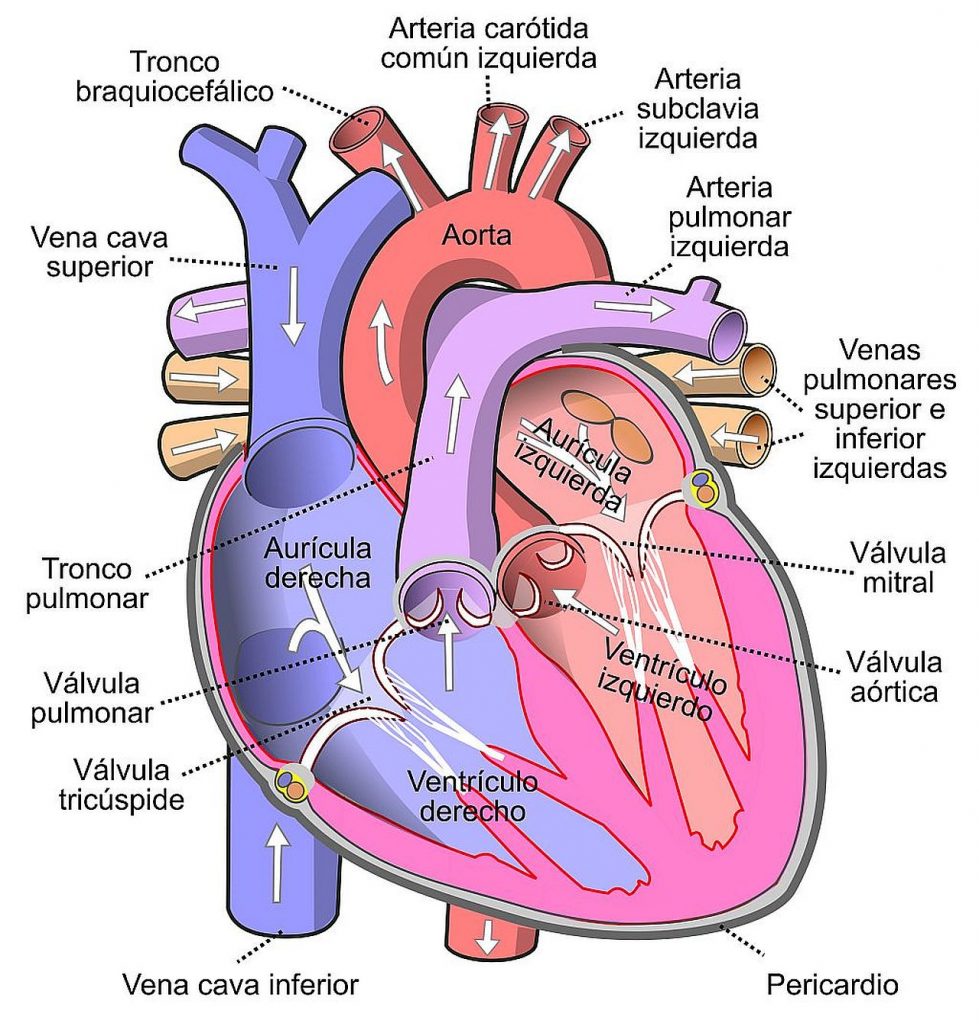 Anatomía del Corazón