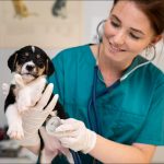Veterinaria auscultando a un cachorro