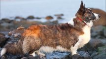 Razas de Perros de Ovejeros, Guardianes, de Defensa y Utilidad: Corgi gales de Cardigan