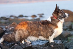 Razas de Perros de Ovejeros, Guardianes, de Defensa y Utilidad: Corgi gales de Cardigan