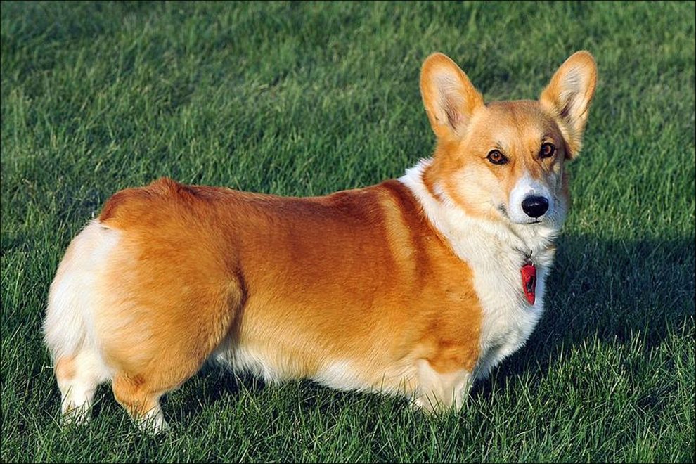 Razas de Perros de Ovejeros, Guardianes, de Defensa y Utilidad: Corgi galés de Pembroke