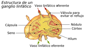 Ganglio linfático