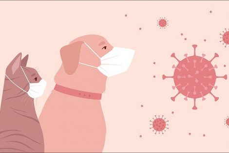 Inmunodeficiencia en Perros y Gatos