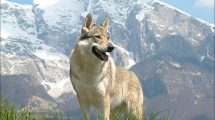 Razas de Perros de Ovejeros, Guardianes, de Defensa y Utilidad: Perro Lobo Checoeslovaco