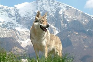 Razas de Perros de Ovejeros, Guardianes, de Defensa y Utilidad: Perro Lobo Checoeslovaco