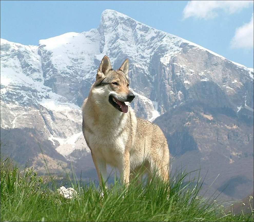 Razas de Perros de Ovejeros, Guardianes, de Defensa y Utilidad: Perro Lobo Checoeslovaco