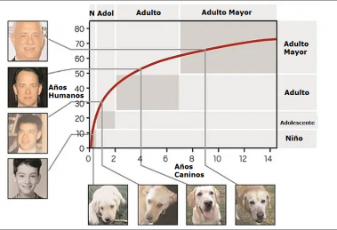 Relacion Edad Perros-Humanos