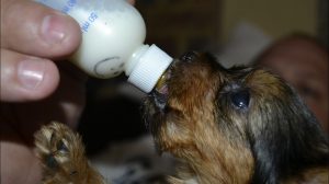 Cachorro huérfano tomando leche con mamadera