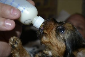 Cachorro huérfano tomando leche con mamadera