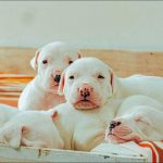 Enteritis infecciosa en Perros