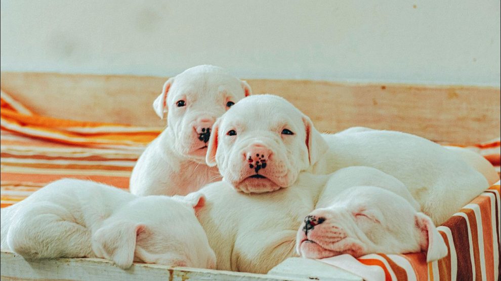 Enteritis infecciosa en Perros