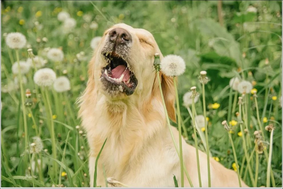 Estornudos y secreción nasal en el perro