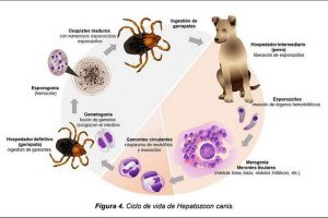 Hepatozoonosis canina