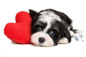 Cachorro y corazón