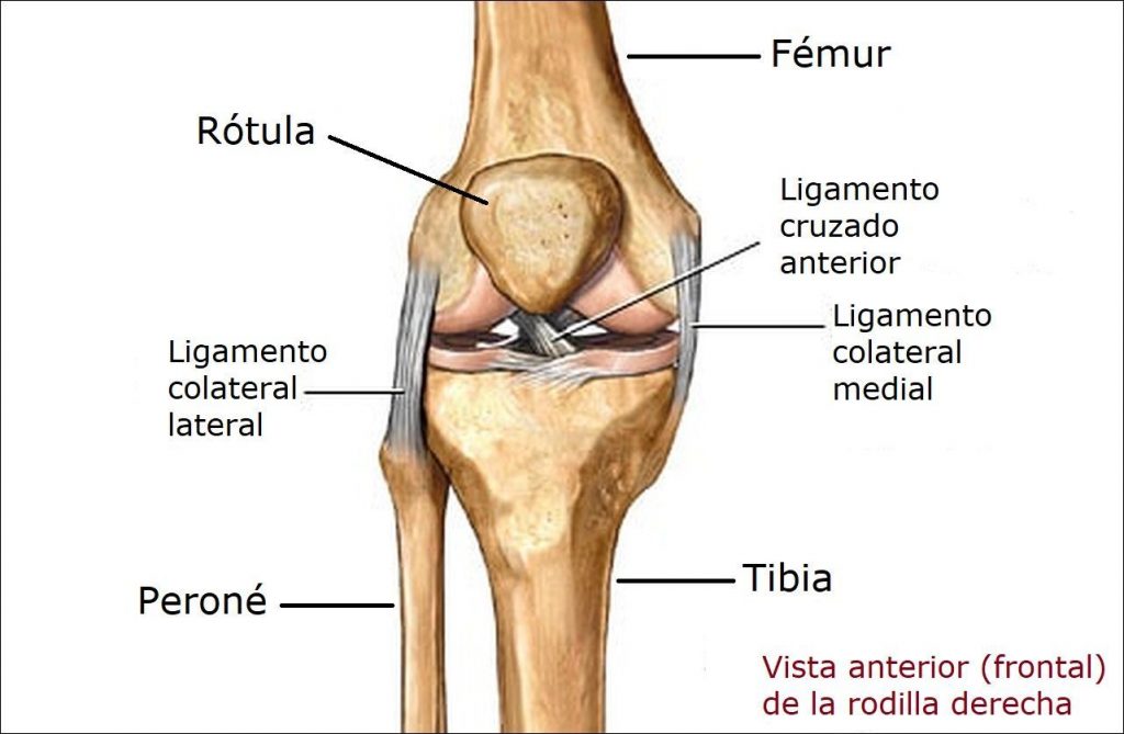 Articulación de la Rodilla del Perro