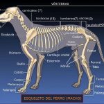 Esqueleto del Perro