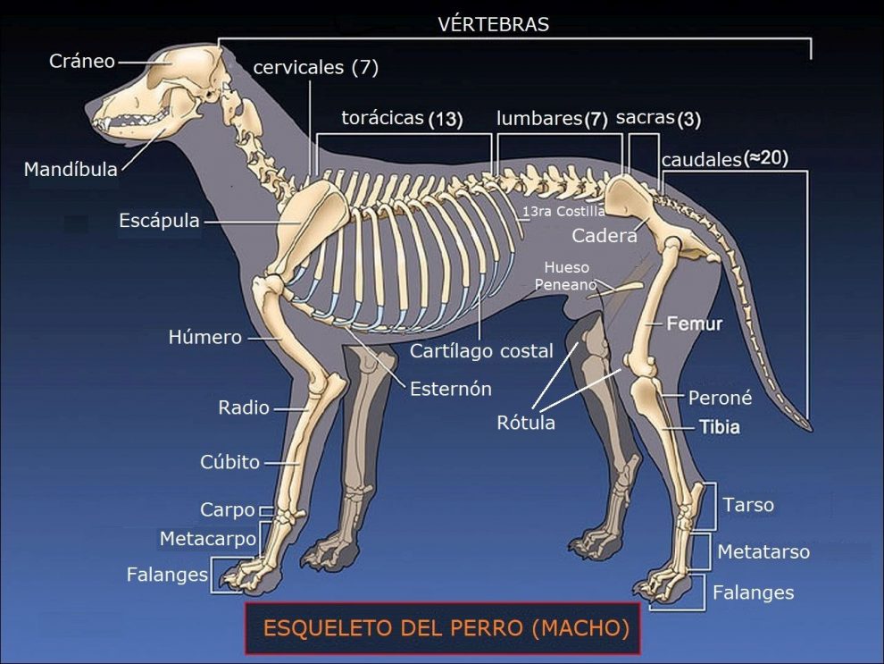 Esqueleto del Perro