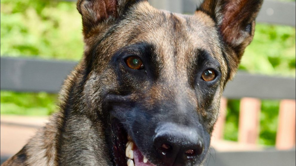 Osteoartritis en el Perro
