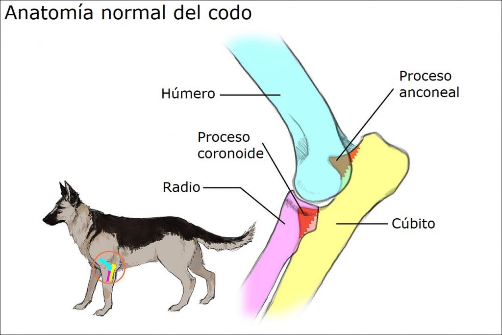 Proceso anconeal no unido en el Perro