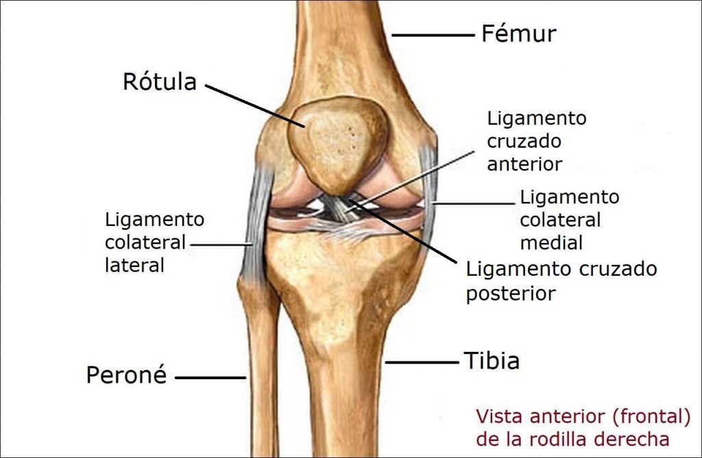 Rotura del ligamento cruzado anterior en el Perro