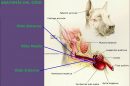 Anatomía del Oído del Perro