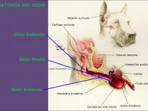 Anatomía del Oído del Perro