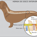 Hernia de Disco Raza de Perro Dachsund