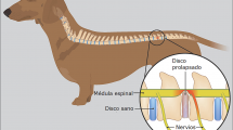 Hernia de Disco Raza de Perro Dachsund