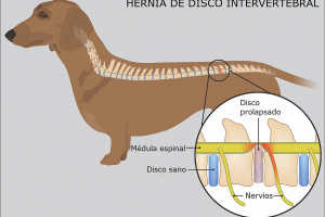 Hernia de Disco Raza de Perro Dachsund