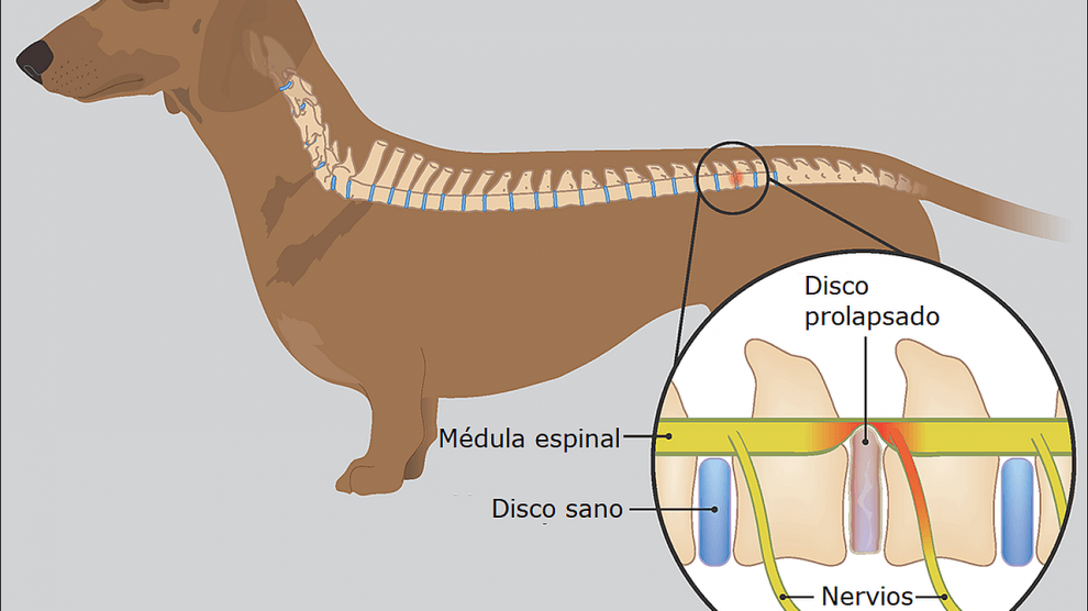 Hernia de Disco Raza de Perro Dachsund