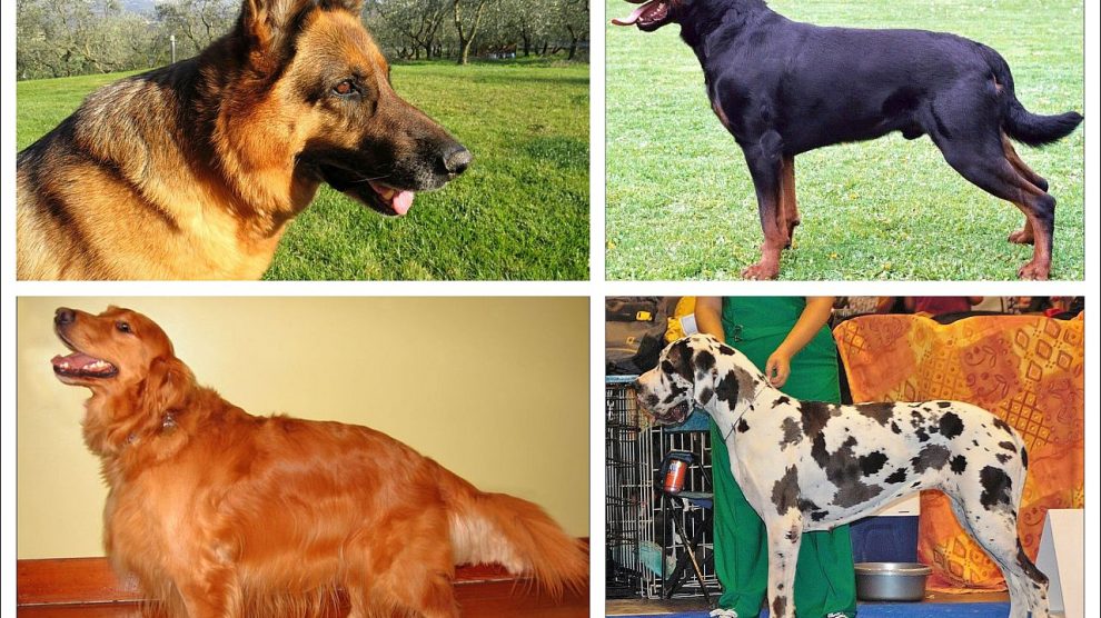 Panosteitis en el Perro