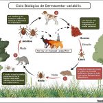 Parálisis por Garrapata en el Perro