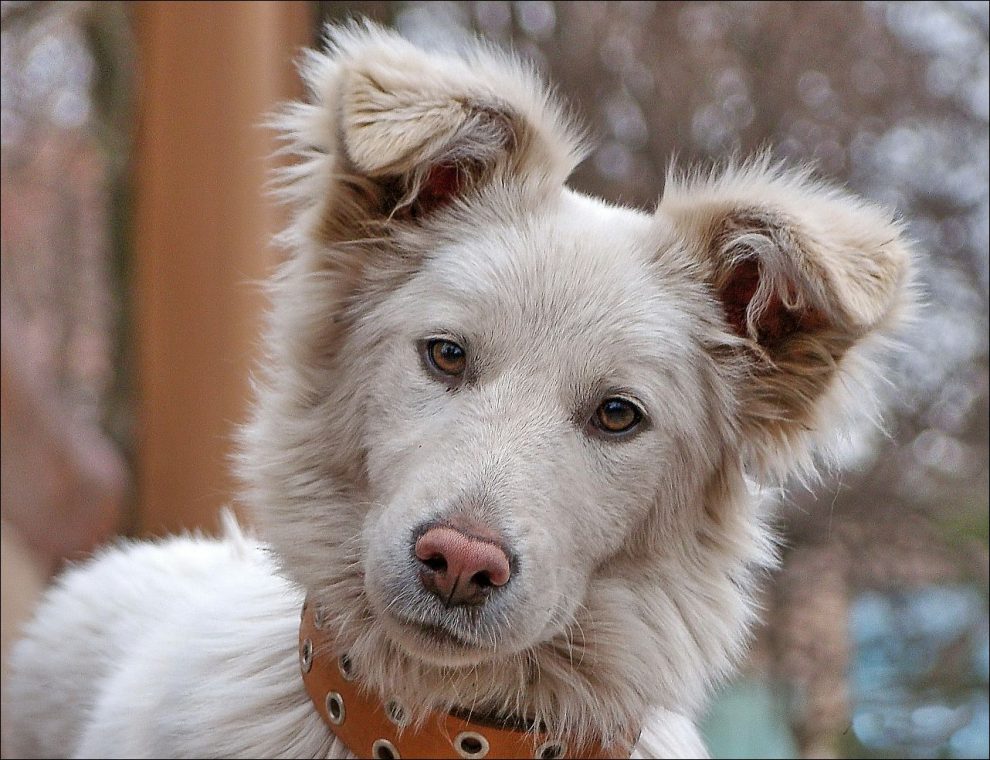 Pneumonyssus caninum en el Perro