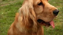 Razas de Perros: Cocker spaniel