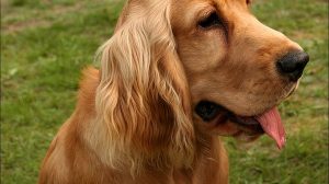 Razas de Perros: Cocker spaniel